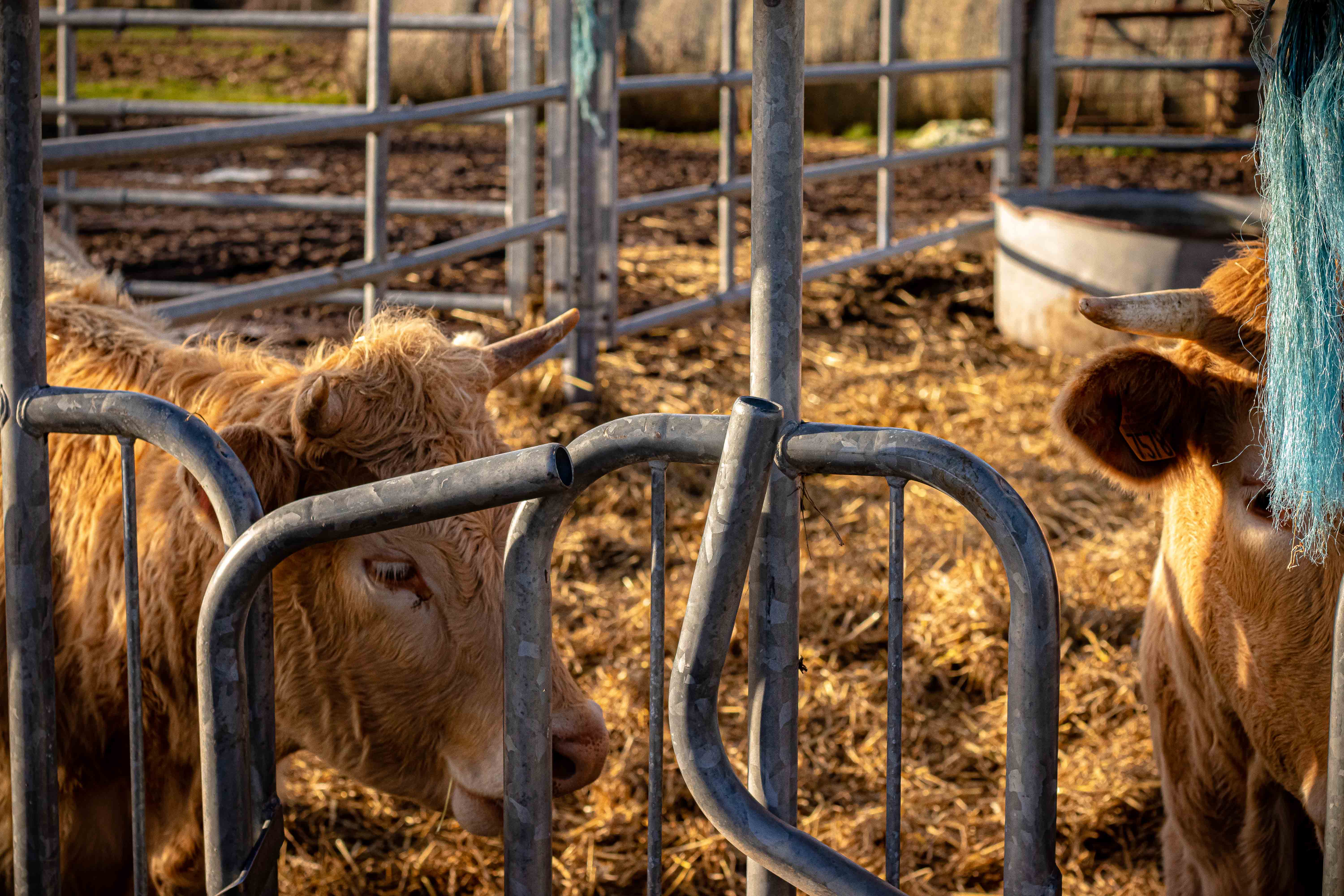 Photo d'une vache de coté